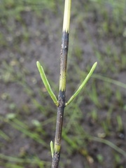Equisetum × dycei, photograph Jamie O'Neill, CC BY, iNaturalist via GBIF