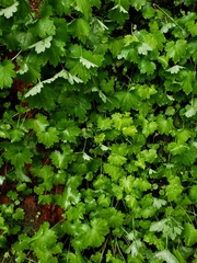 Boykinia occidentalis