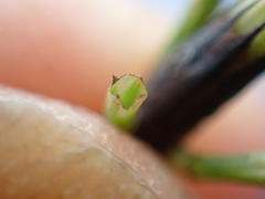 Equisetum × dycei, photograph Jamie O'Neill, CC BY, iNaturalist via GBIF