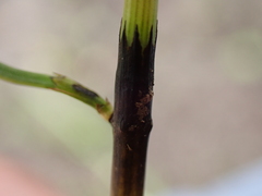 Equisetum × dycei, photograph Jamie O'Neill, CC BY, iNaturalist via GBIF