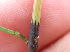 Equisetum × dycei, photograph Jamie O'Neill, CC BY, iNaturalist via GBIF