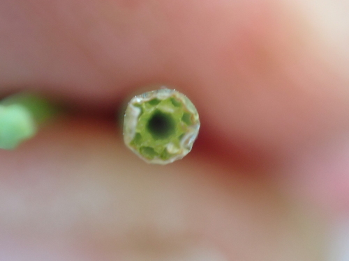 Equisetum × dycei, photograph 3