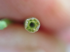 Equisetum × dycei, photograph Jamie O'Neill, CC BY, iNaturalist via GBIF