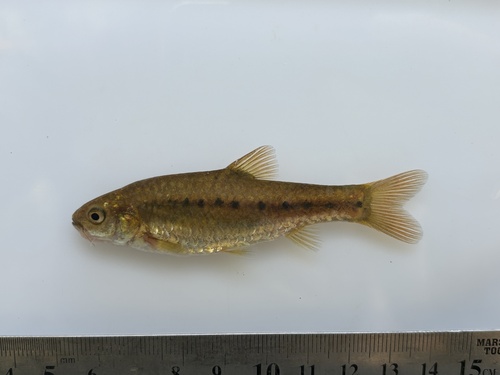 Pellegrins barbeel (Enteromius pellegrini) — Cyprinidae
