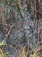 Utricularia biloba