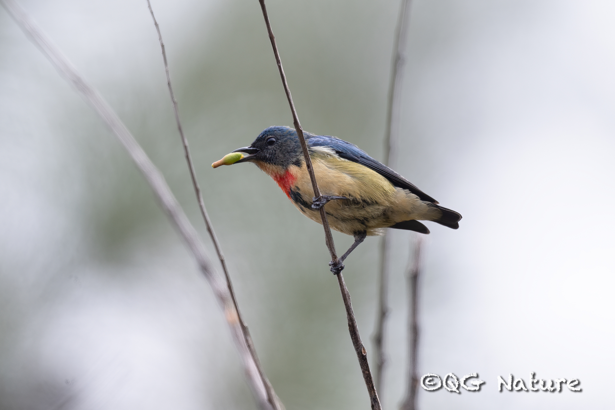 Fire-breasted Flowerpecker