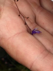 Utricularia biloba