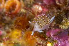 Apata pricei