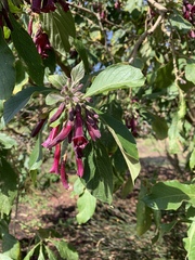 Iochroma