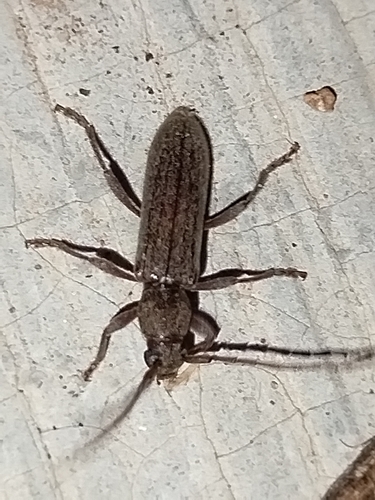 Anelaphus piceus