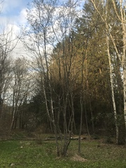 Amelanchier canadensis