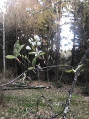 Amelanchier canadensis