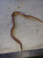 Virginia valeriae elegans