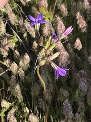 Brodiaea kinkiensis