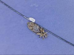 Pediculus humanus capitis