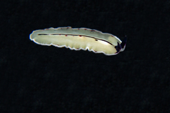 Pseudoceros luteus