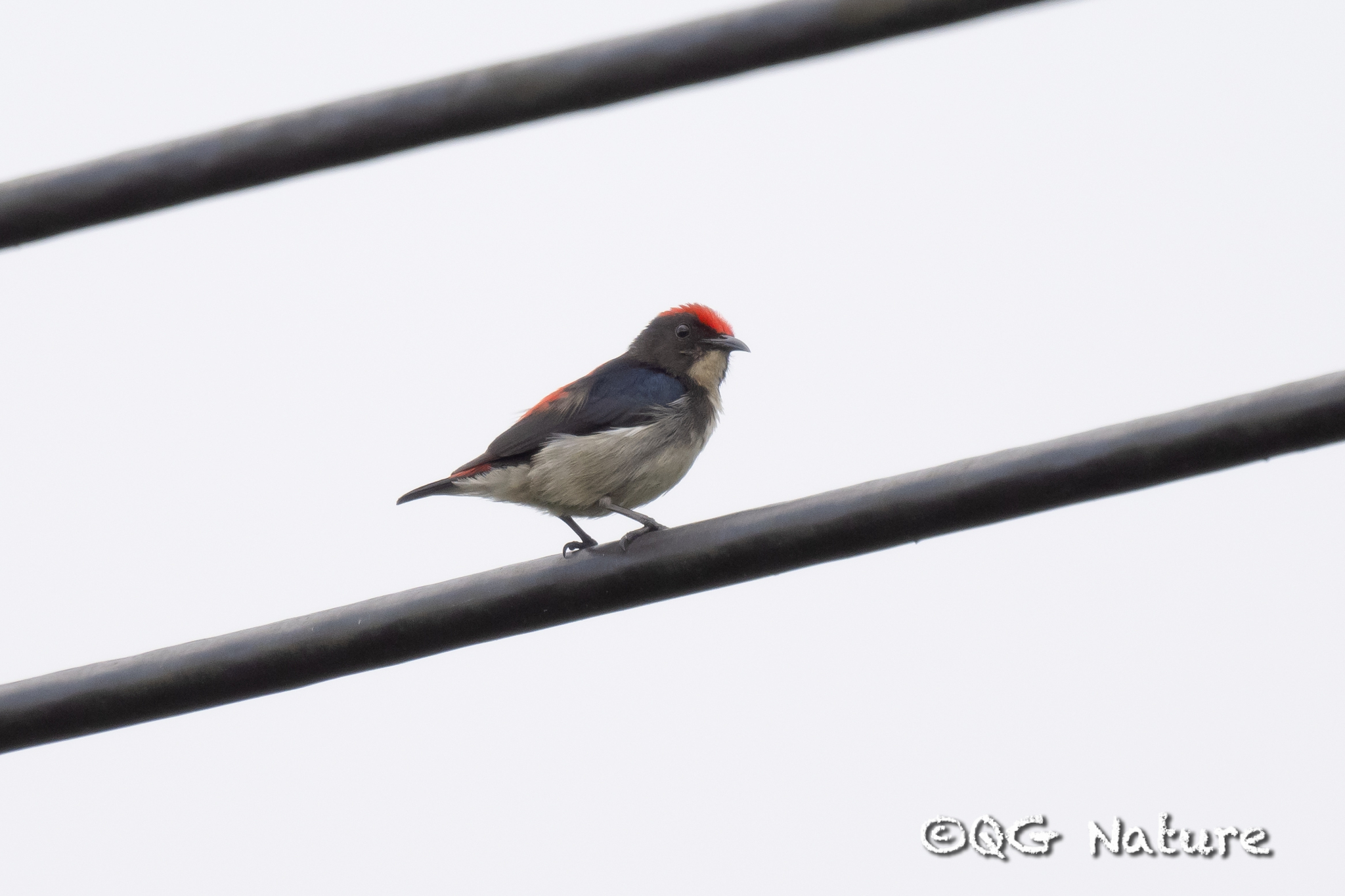 Scarlet-backed Flowerpecker
