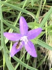 Triodanis biflora