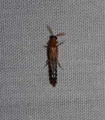 Distremocephalus texanus