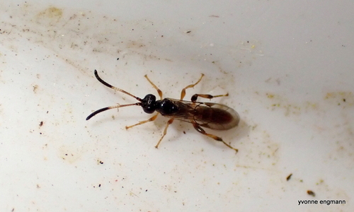 Homotherus varipes