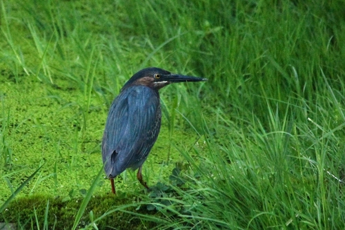 Green Heron photographed in West Virginia