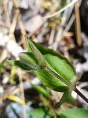 Silene campanulata