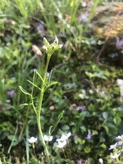Cardamine pratensis
