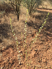 Streptanthus polygaloides