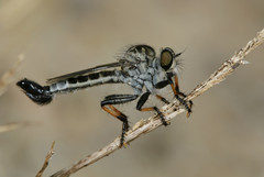 Efferia apicalis