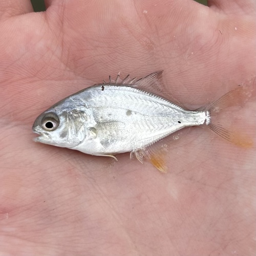 Florida Pompano