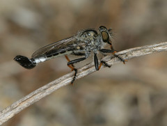 Efferia apicalis