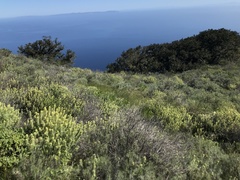 Castilleja grisea