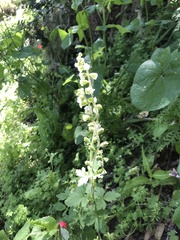 Lithophragma maximum