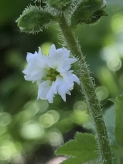 Lithophragma maximum