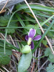 Viola cuneata