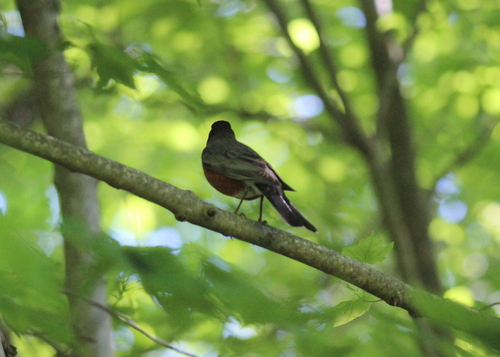 American Robin photographed in New Hampshire