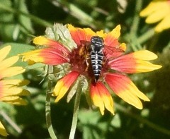Synocoelioxys