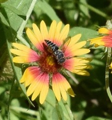 Synocoelioxys