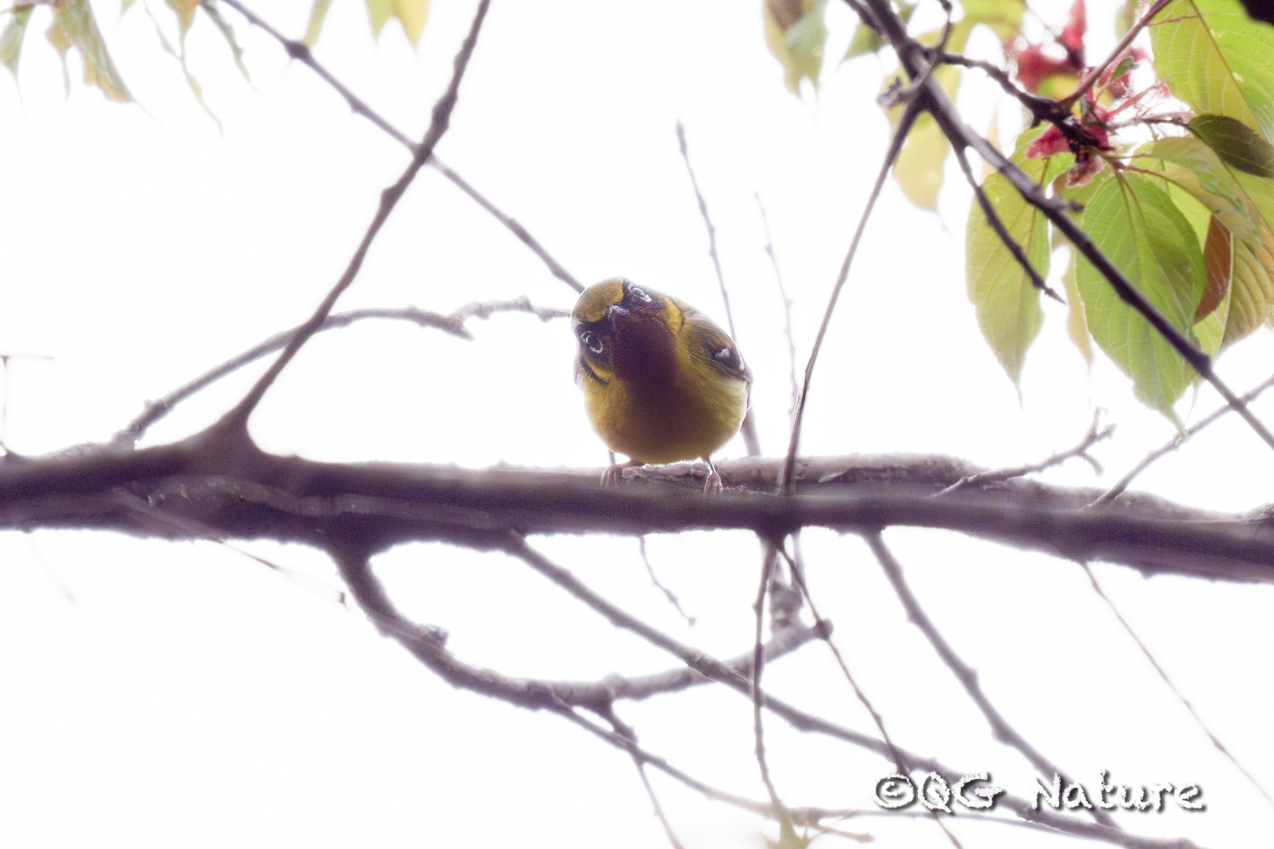 Black-eared Shrike-babbler