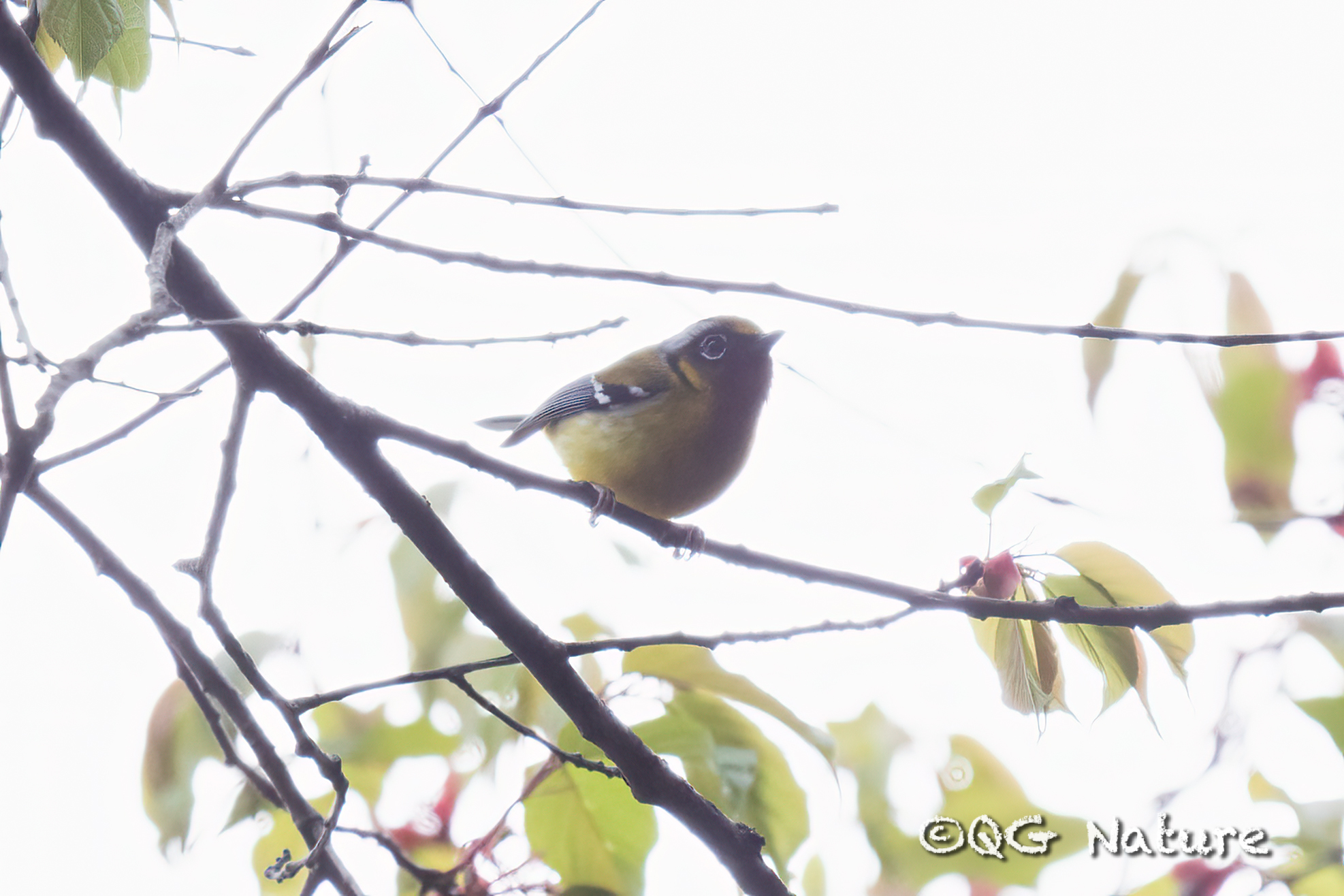 Black-eared Shrike-babbler