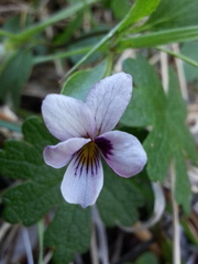 Viola cuneata