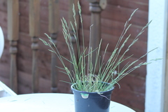 Festuca rubra commutata