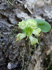 Silene campanulata