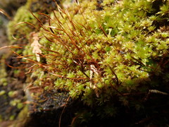 Syntrichia princeps