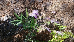 Orbexilum pedunculatum gracile