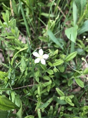 Moehringia lateriflora