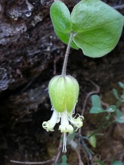 Silene campanulata
