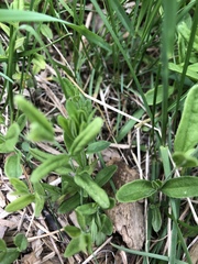 Moehringia lateriflora