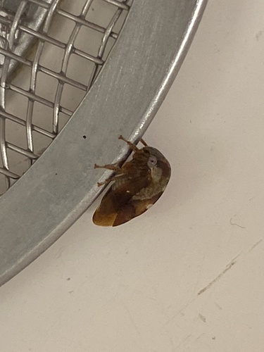 Cyrtolobus fuscipennis photo 4
