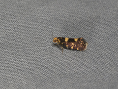 Lampronia corticella